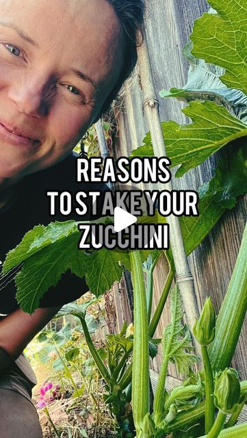 Melissa | Regenerative Organic Garden & Farm on Instagram: "Here’s why I make sure to grow our zucchini vertically on our 1/10th acre urban homestead.  #1 Helps Prevent Powdery Mildew ✨ Keeping branches off the ground helps to improve airflow around the plant.  #2 Easier Access for Pollinators ✨ As flowers are set up vertically, there is easier access for pollinators to visit.  #3 They are easier to prune ✨ As zucchini grow and set fruit, we should prune the leaves above the fruit we harvested up to the next fruit.   #4 Takes up much less space ✨ Zucchini tend to sprawl out in our gardens. By growing them vertically, we provide space for shade tolerant companion plants.   Highly recommend this method of growing for zucchini (and all summer squash, really!). Let me know any questions below. Growing Zucchini Vertically, Grow Zucchini, Growing Zucchini, Zucchini Plants, Urban Homestead, Garden Farm, Companion Plants, Urban Homesteading, Powdery Mildew