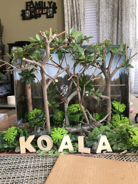 Koala diorama- Australian Eucalyptus Forest Diaroma Ideas, Australia For Kids, Eucalyptus Forest, Rainforest Project, Diorama Kids, Diarama Ideas, Australia Crafts, Australian Eucalyptus, Habitats Projects