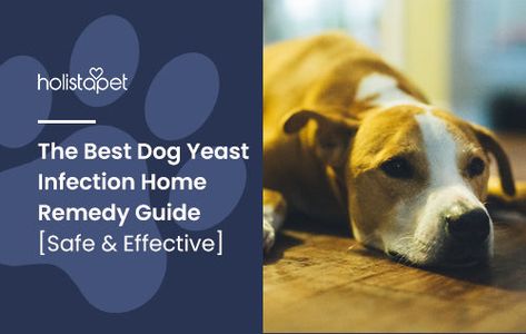 Get Rid Of Yeast In Dogs, Natural Remedy For Dog Yeast, How To Treat Yeast On Dog Paws, Yeast Infection In Dogs, Yeast Infection In Dogs Paw, Natural Dog Remedies, Yeast Overgrowth, Yeast Infections, Loss Of Balance