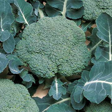 How to Grow Seriously Delicious Broccoli ~ Bless My Weeds Broccoli Plant, Growing Broccoli, Broccoli Seeds, Green Magic, Organic Vegetable Garden, Broccoli Cauliflower, Winter Plants, Garden Veggies, Garden Harvest