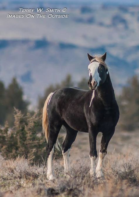 Minimal Tobiano mustang known as "Phantom".South Steens Wild Horses. November 2013. Minimal tobianos have got very little of white. Tobianos have got dark face, so maybe Phantom is, more precisely, a minimal tovero. In a tobiano, coloured marks appear vertically. The base colour seems to be silver dapple black. If it were true, a possible genetic analysis could be EEZzTOTO Tovero Horse, Tobiano Horse, Horse Markings, Horse Coat Colors, Horse Inspiration, Mustang Horse, Wild Mustangs, Most Beautiful Animals, All The Pretty Horses