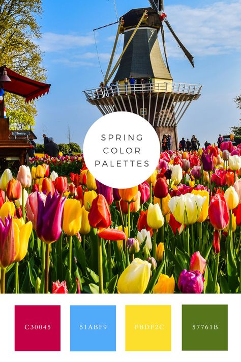 Radiate springtime cheer with our palette inspired by pink and yellow tulips, bringing the vibrant essence of the season into your home. Amsterdam Color Palette, Pink And Yellow Tulips, Amsterdam Tulips, Color Generator, Flip Image, Blur Image, Spring Color Palette, Tulip Festival, Color Picker