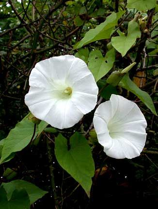 Great bindweed Fairy Godmother Costume, British Wild Flowers, British Wildlife, Grain Of Sand, Trumpets, Wild Plants, Moon Flower, Flower Doodles, All Flowers