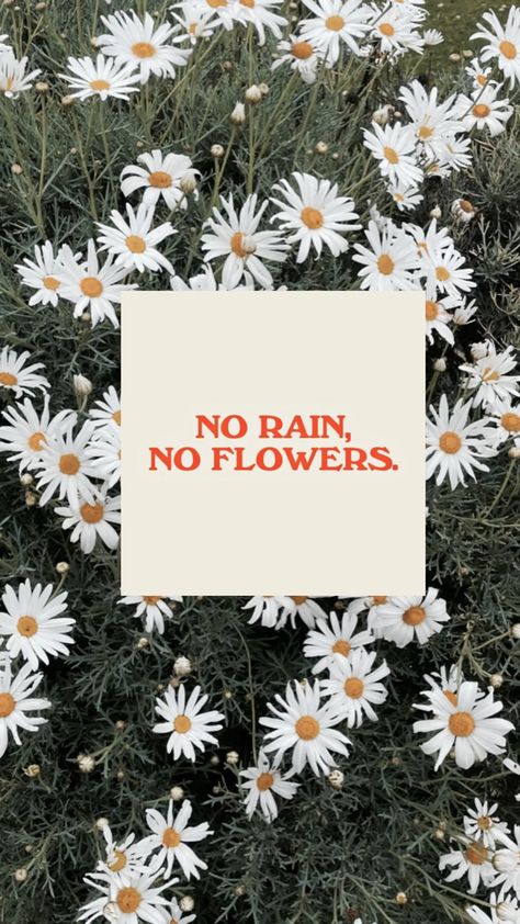 No Rain No Flowers Wallpaper, No Rain No Flowers, No Rain, Flowers Wallpaper, Flower Wallpaper, Flowers