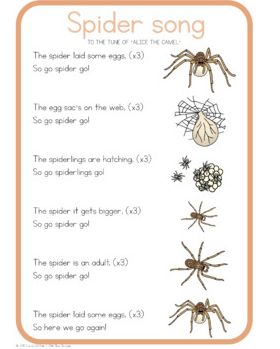 This is the Spider Song. We will learn and sing it together so we can better understand a spider's life cycle. Spider Facts For Kids, Spider Life Cycle, Parts Of A Spider, Spider Lessons, Spiders Preschool, Spider Song, Spider Fact, Pet Tarantula, Spider Activities