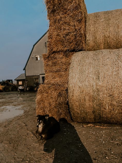 Rustic Farm Aesthetic, Cattle Farm Aesthetic, Australian Country Aesthetic, Country Aesthetic Western, Farming Aesthetic, Country Dog, Dream Ranch, Dog Farm, Dad Aesthetic