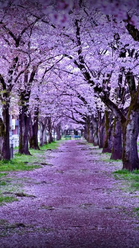 Lavender Nature, Jacaranda Trees, Jacaranda Tree, Wisteria Tree, World Most Beautiful Place, Pretty Trees, Beautiful Flowers Wallpapers, All Food, Beautiful Landscape Wallpaper