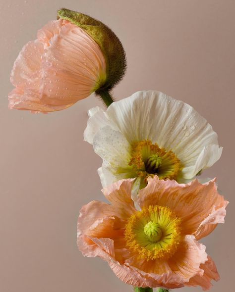 I had so much fun playing around with these poppies. They have such a beautiful texture. I would be content with photographing flowers everyday 🌸🌺💕 #creative_florals Poppies Reference, Poppy Flower Leaves, Poppy Photos, Poppy Flower Photo, Photographing Flowers, Poppy Installation, Red Poppy Photography, White Poppies, Poppy Bouquet