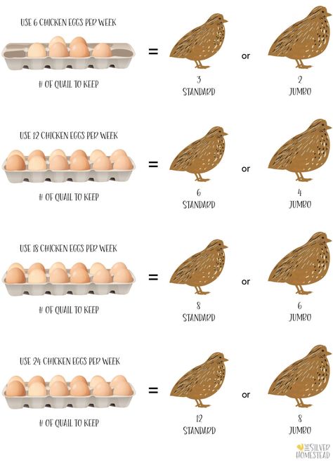 Chickens Vs Quail, Quail As Pets, Keeping Quail Indoors, Quail Vs Chicken, How To Keep Quail, Cheap Quail Coop, How To Raise Quail, Quail Farming Ideas, Raising Quail For Profit