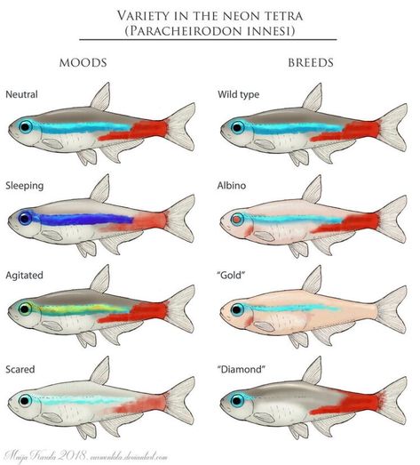 Fish Infographic, Neon Tetra Fish, Tetra Fish, Fish Aquarium Decorations, Fish Tank Themes, Neon Tetra, Aquascape Design, Tropical Fish Aquarium, Tropical Fish Tanks