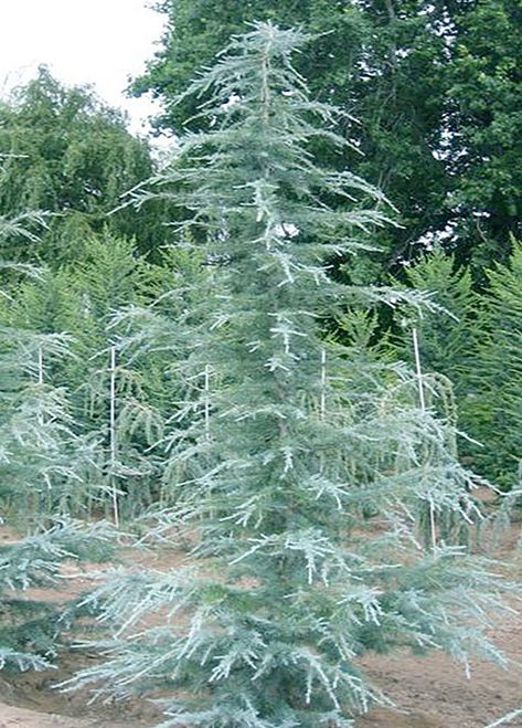 Evergreen Landscaping, Deodar Cedar, Cedrus Deodara, Evergreen Landscape, Conifers Garden, Evergreen Garden, Cedar Trees, Evergreen Plants, Wildflower Garden