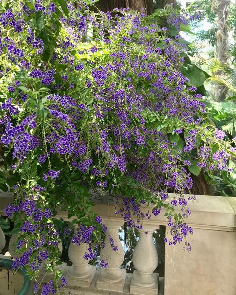 U.S. Botanic Garden on Instagram: “Duranta erecta (‘Sapphire Showers’ shown here) is native from Florida to Brazil and in the West Indies. It is a spreading evergreen shrub /…” Duranta Plant, Fast Growing Pine Trees, Duranta Erecta, Cancun Mexico Travel, Front Yard Patio, Cancun Hotels, Vintage Hawaii, Evergreen Shrubs, Hawaii Beaches