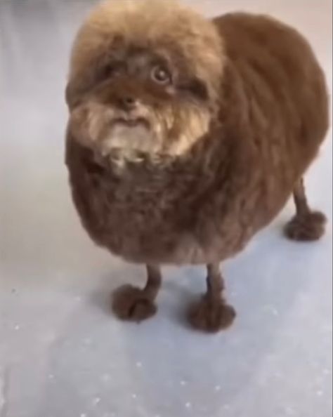 Mulch Dog, Doug The Dog, Humor Whatsapp, Goblin Mode, Ugly Dog, Ugly Animals, Giant Bunny, Ugly Dogs, Funny Video Clips