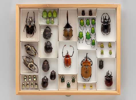 The Intriguing World of Insects | SFO Museum Nature Shelf, Insect Pinning, Funky Interior, Taxidermy Animals, Creepy Aesthetic, Bird Ideas, Insect Taxidermy, Stink Bugs, Beetle Insect