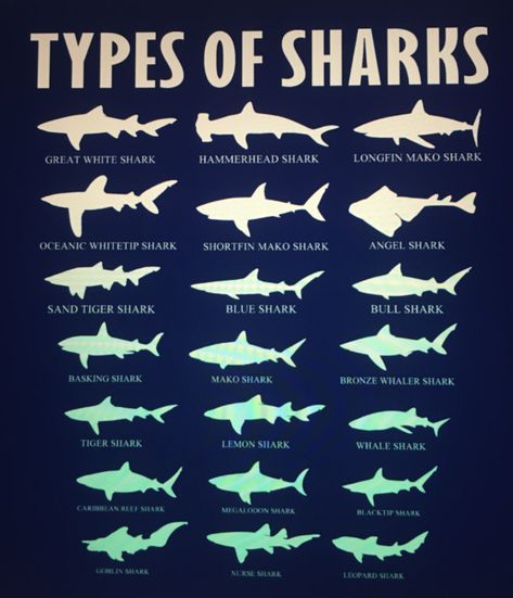 Shark Types, Shark Information, Shortfin Mako Shark, Oceanography Marine Biology, Shark In The Ocean, Goblin Shark, Shark Tail, Basking Shark, Leopard Shark