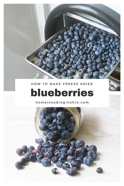 How to make freeze dried blueberries at home. You can use a Harvest Right freeze dryer to make freeze dried berries at home. Learn tricks for the best way to make freeze dried blueberries. Also learn how to use freeze dried blueberries in baking. How To Freeze Blueberries, Freeze Blueberries, How To Store Blueberries, Freeze Dried Food Storage, Harvest Right Freeze Dryer, Best Freeze Dried Food, Freezing Fruit, Food Wastage, Freeze Dried Fruit