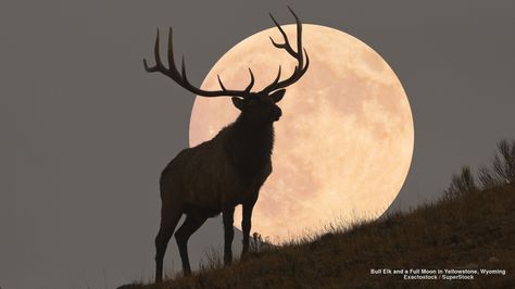 Bull Elk and a Full Moon in Yellowstone, Wyoming Full Buck Moon, Elk Pictures, Elk Silhouette, Elk Photography, Full Moon Rising, Bull Elk, Rise Art, Moon Rise, Super Moon