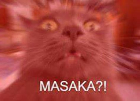 Masaka Cat | Yamero | Know Your Meme Japanese Memes, Japan Meme, Anime Meme Face, Midlife Crisis, Cute Love Memes, Jokes Pics, Anime Jokes, Anime Memes Funny, Anime Meme