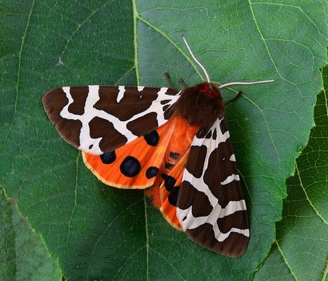 Moth, Macro, Insect, Close, Wing, Tiger Garden Tiger Moth, Tiger Moth, Moth Caterpillar, Moth Art, Butterfly Images, Butterfly Illustration, Garden Animals, Dragonfly Tattoo, Beautiful Bugs