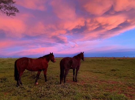 #photography #aesthetic #horses #vsco #animals #cute Horse Aesthetic Wallpaper Laptop, Horse Pc Wallpaper, Horse Desktop Wallpaper, Horse Wallpaper For Laptop, French Cottagecore, Aesthetic Equestrian, Aesthetic Horses, Horse Girl Aesthetic, Horse Sunset