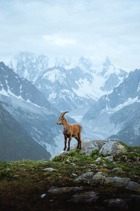 Alpine ibex in the Mont Blanc massif | free image by rawpixel.com / Jack Anstey Alpine Ibex, Goat Picture, Deer Artwork, Nature Destinations, Big Horn Sheep, Mountain Goat, Beautiful Views Video, Animal Species, Wild Nature