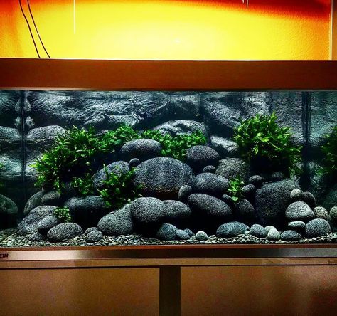 Hey everybody 😊 Just found this black pebbles scape I scaped for my plecos two years ago. Hope you like it. Have a great day and keep on… Rock Aquascape, African Cichlid Tank, African Cichlid Aquarium, Cichlid Aquarium, Fish Aquarium Decorations, Aquarium Rocks, Cool Fish Tanks, Aquascape Design, Tropical Fish Tanks