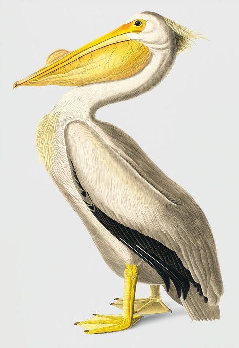 Vintage Illustration of American White Pelican. | free image by rawpixel.com Pelican Illustration, Pelican Drawing, A5 Frame, White Pelican, Pelican Art, Vintage Bird Illustration, Audubon Birds, Free Illustration Images, James Audubon