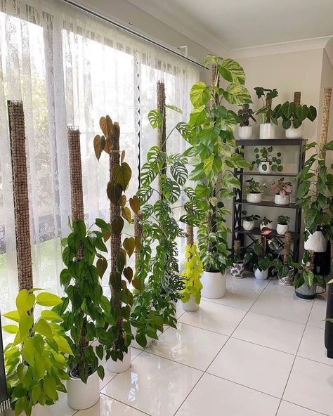 Small Indoor Garden, Vertikal Garden, Design Garden Ideas, Garden Aesthetics, Ideas Garden Design, Plant Goals, Plant Room, نباتات منزلية, Landscaping Garden