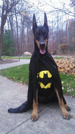 Doberman in Halloween costume Dog Costumes Halloween Large, Cute Dog Halloween Costumes, Best Dog Costumes, Costumes For Dogs, Cute Dog Costumes, Dogs Halloween, Doberman Pinscher Puppy, Amazing Halloween Costumes, Costumes College