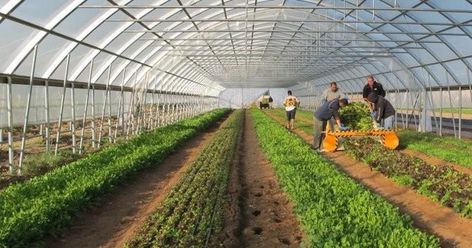 Two greenhouses in Iran are using seawater to humidify and cool the air and to produce freshwater. ﻿ ﻿ A seawater greenhouse enables the… High Tunnel Greenhouse, Planting Layout, High Tunnel, White Clematis, Greenhouse Farming, Kolam Koi, Plant Watering System, Greenhouse Supplies, Tunnel Greenhouse