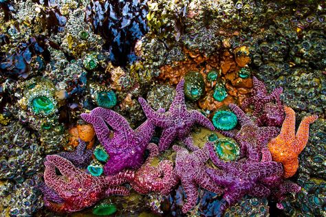 Tide Pooling in Cannon Beach! Tide pools very low tide In Cannon Beach Oregon Romantic Beach Getaways, Canon Beach, Pool Images, Cannon Beach Oregon, Tide Pool, Sea Stars, World Birds, Pool Picture, Oregon Washington