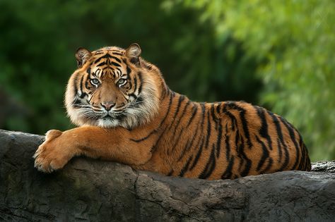 Javan Tiger, Tiger Habitat, Tiger Conservation, Leopard Painting, Jungle Mural, Panthera Tigris, Sumatran Tiger, Tiger Pictures, Gorgeous Cats