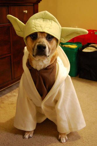 Star Wars Day: Yoda the Dog! Today I'm posting lots of Jedi costumes to celebrate May the 4th! Big Dog Halloween Costumes, Yoda Dog Costume, Jedi Robes, Best Dog Halloween Costumes, Yoda Costume, Jedi Costume, Costumes For Men, Really Cute Puppies, Pet Halloween Costumes