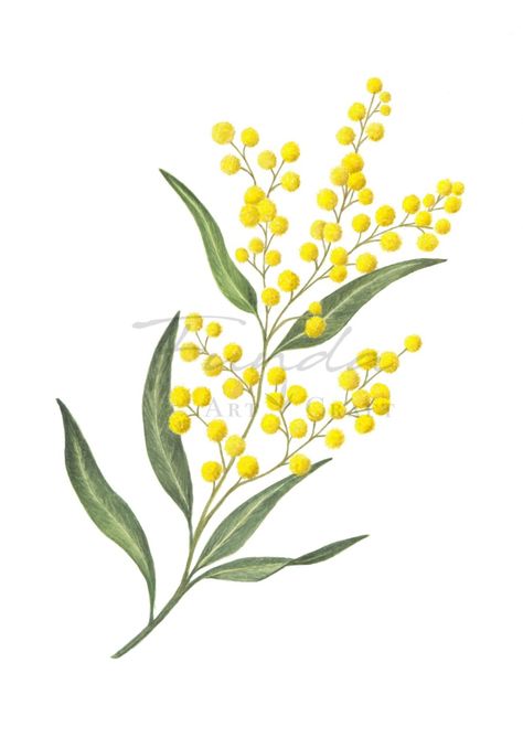 Golden Wattle Embroidery, Mimosa Flower Drawing, Wattle Drawing, Bookmark Calligraphy, Mari Tattoo, Haldi Design, Wattle Flower, Australian Wattle, Small Back Tattoos