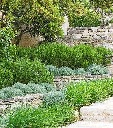 A Mediterranean planting scheme with santolina, iris and rosemary in groups on dry stone walls Mediterranean Garden Design, Mediterranean Gardens, Provence Garden, Sloped Backyard, Dry Stone Wall, Cottage Garden Plants, Planting Design, Have Inspiration, Mediterranean Garden