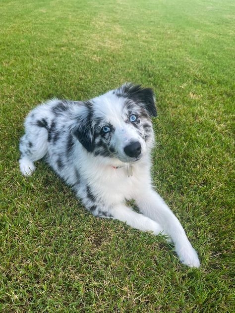 Blue Eyed Australian Shepherd, Mini Australian Shepherd Blue Merle, Aussie Blue Merle, Aussie Shepherd Blue Merle, Grey Australian Shepherd, Australian Shepherd Merle, Australian Shepherd Aesthetic, Australian Shepherd Blue Eyes, Merle Dogs