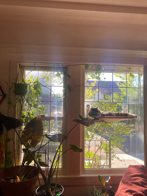 Plant Window Aesthetic, Apartment Hammock, Cat Apartment Aesthetic, Cat Apartment, Cat Window Hammock, Brick Apartment, Apartment Plants, Girl Apartment, Plant Window