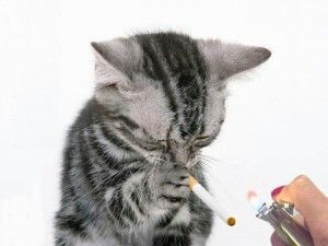 Smoking. Cat Noises, Funny Cat Wallpaper, Angel Cat, Funny Cat Memes, Cat Wallpaper, Silly Cats, Sweet Animals, Cat Memes, Cats And Kittens