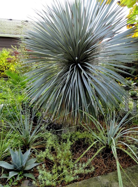 yucca rostrata 'sapphire skies' Yucca Rostrata Garden, Yucca Rostrata, My Garden, Sapphire, Plants, Green