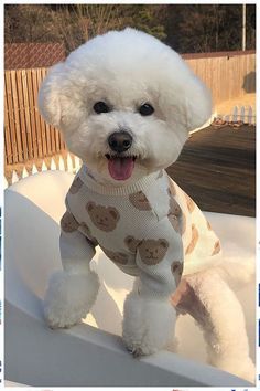 Dog Clothes Aesthetic, Tiny Dog Clothes, Cute Dog Outfits, Cute Puppy Clothes, Puppy Outfits, Dogs Sweater, Pet Outfits, Dog Fashion Clothes, Dog Outfits