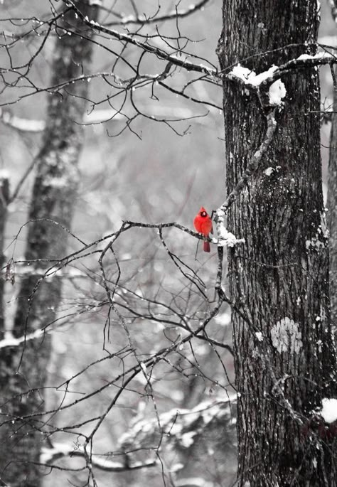 Red Color Pallets, Winter Backyard, Cardinals Wallpaper, Eastern Tennessee, Winter Poems, Winter Cardinal, Colour Pallets, Bird Feeding, Boreal Forest