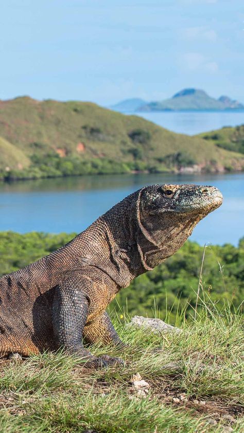 Komodo National Park, Komodo Island, Komodo Dragon, Labuan, Komodo, Island Tour, Island Getaway, Unesco World Heritage, Unesco World Heritage Site