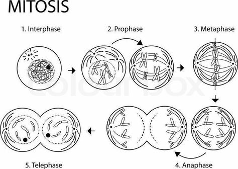 Mitosis Drawing, Life Science Classroom, Multi Step Equations Worksheets, Biochemistry Notes, Science Penguin, General Biology, Human Body Unit, Perfect Handwriting, Biology Classroom