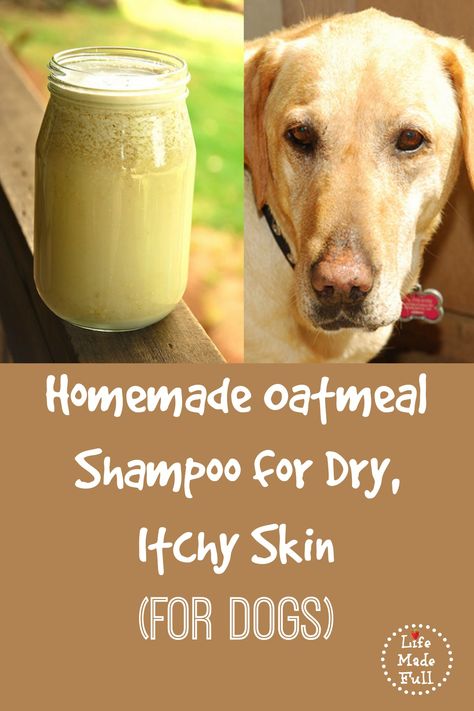 Dog Shampoo Recipe, Diy Dog Shampoo, Homemade Dog Shampoo, Oatmeal Dog Shampoo, Itchy Dog, Homemade Oatmeal, Dog Remedies, Homemade Shampoo, Food Dog