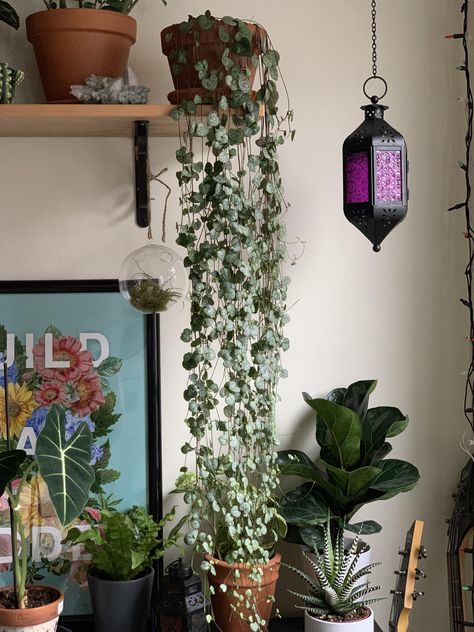 Houseplants Aesthetic, String Of Hearts Plant, Ceropegia Woodii, Light Flowers, String Of Hearts, Corner Plant, Earthy Home, Aesthetic House, Xmas Wishlist