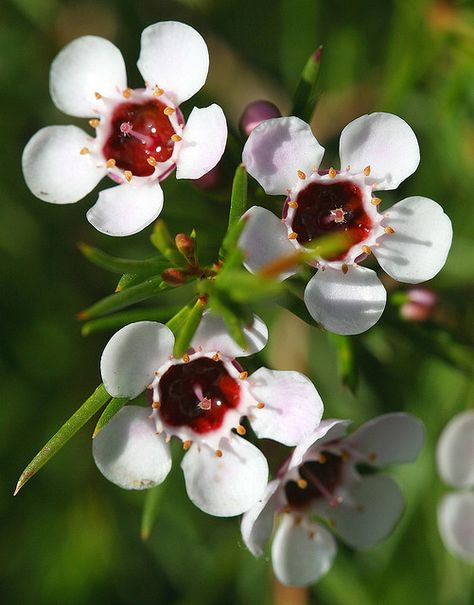 Chamelaucium uncinatum - flor de cera -Chamelaucium uncinatum "Lady Stephanie" by philipbouchard, via Flickr Australian Wildflowers, Wax Flower, Rare Orchids, Australian Flowers, Australian Native Flowers, Australian Plants, Australian Native Plants, Flower Guide, Australian Flora