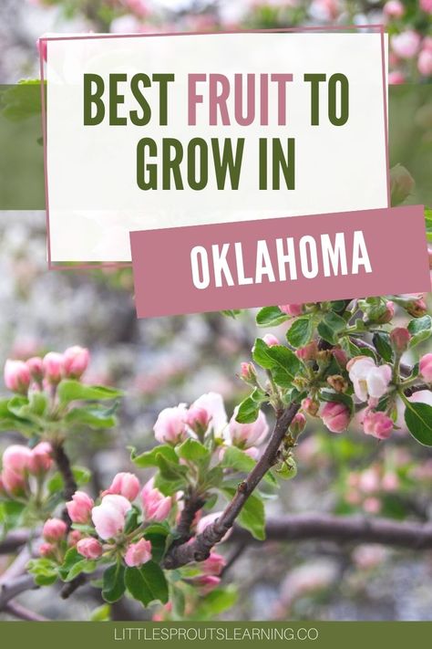 Oklahoma Flowers, Oklahoma Garden, Sunroom Garden, Planting Apple Trees, Oklahoma Gardening, Farm Fruit, Elderberry Bush, Small Trees For Garden, Planting Fruit Trees