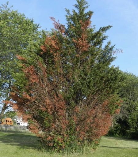 Leyland Cypress Leyland Cypress Landscaping, Leland Cypress Trees, Leland Cypress, Winterberry Holly, Monterey Cypress, Leyland Cypress, Bald Cypress, Garden Calendar, Conifer Trees