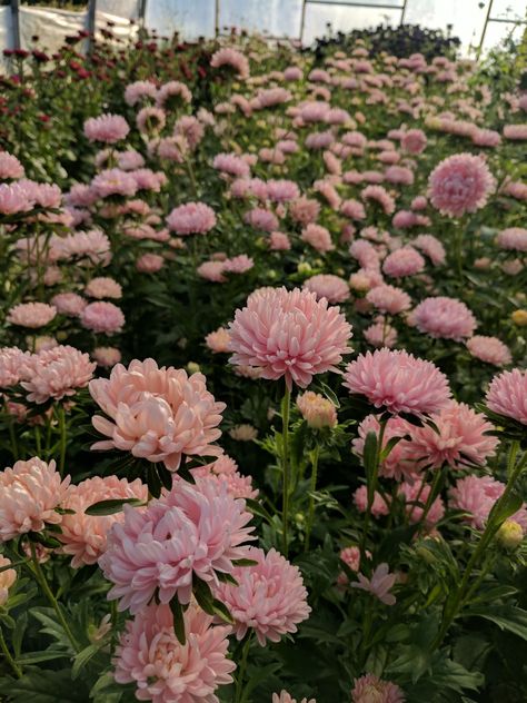 Crysantenum Flower Aesthetic, Mums Aesthetic, Chrysanthemum Aesthetic, Crysantenum Flower, Chrysanthemum Garden, Dalia Flower, Rock Wall Gardens, November Flower, Boquette Flowers