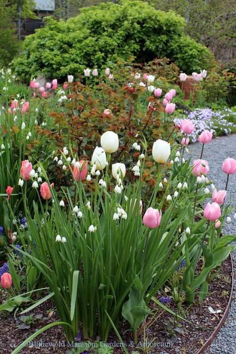 Supporting Actors - Blithewold Tulips Around Tree, Tulip Landscaping, Flower Aesthetic Tulip, Tulip Flower Bed, Flower Landscaping Ideas, Bulbs Garden Design, Tulip Aesthetic, Flower Landscaping, Tulips And Daffodils